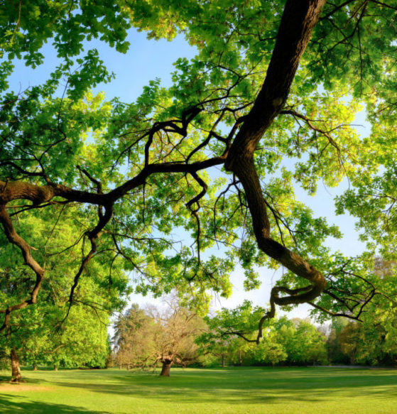 Salvia Conseil,processionnaire du chêne,biodiversité,bioagresseurs,démarche environnementale,Eure-et-Loir,Yvelines,Eure et Loir,Eure et Loire,maladie des arbres,arbre dangereux,expertise arboricole,conseil arboricole,arbre malade,plante malade