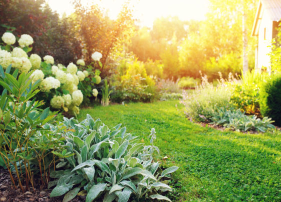 Salvia Conseil,biodiversité,bioagresseurs,démarche environnementale,Eure-et-Loir,Yvelines,Eure et Loir,Eure et Loire,maladie des arbres,arbre dangereux,expertise arboricole,conseil arboricole,arbre malade,plante malade