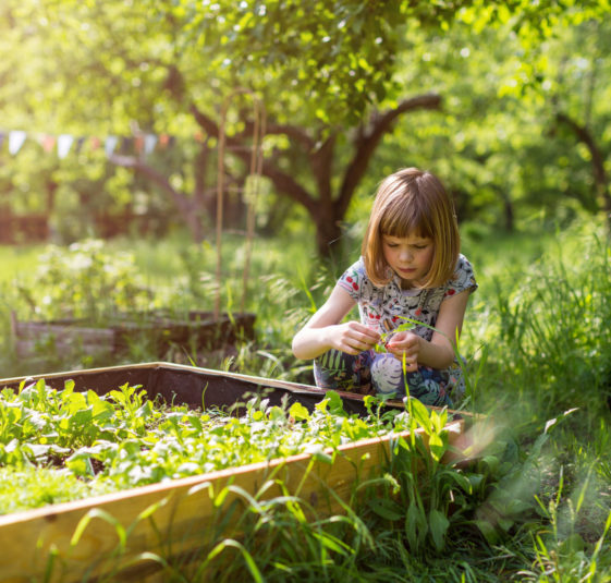 Salvia Conseil,coccinelle,formation jardinage,coaching jardinage,auxiliaire,biodiversité,bioagresseurs,démarche environnementale,Eure-et-Loir,Yvelines,Eure et Loir,Eure et Loire,maladie des arbres