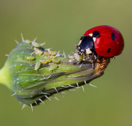 Salvia Conseil,coccinelle,pucerons,puceron,lutte contre les pucerons,rosier,lutte biologique,auxiliaire,biodiversité,bioagresseurs,démarche environnementale,Eure-et-Loir,Yvelines,Eure et Loir,Eure et Loire,maladie des arbres