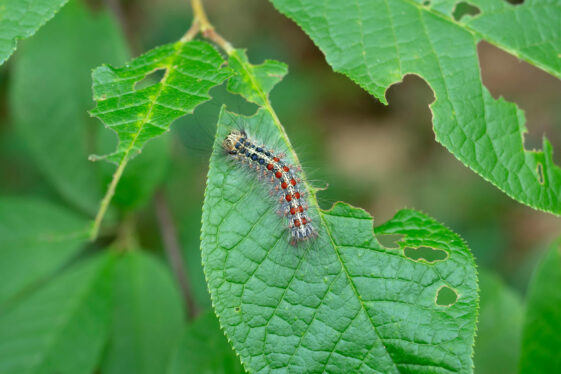 Salvia Conseil,chenille,chenille urticante,bombyx,bombyx à livrée,lutte biologique,auxiliaire,biodiversité,bioagresseurs,démarche environnementale,Eure-et-Loir,Yvelines,Eure et Loir,Eure et Loire,maladie des arbres,expertise arboricole,conseil arboricole,arbre mort,arbre dangereux,arbre malade