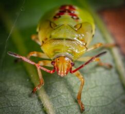 Qu’est-ce qu’un bioagresseur ?